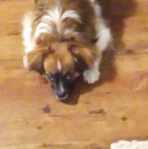 Meet your Posher, Ray